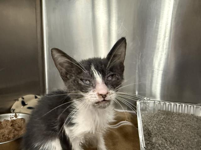 Shelter Stray Male Cat last seen Near BLOCK GARBO DR, INDIO, CA, 72050 Pet Land Pl, Thousand Palms, CA 92276, USA