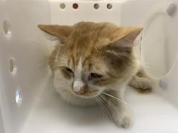 Shelter Stray Male Cat last seen Near BLOCK W KILBOURN, 3839 W Burnham St, West Milwaukee, WI 53215, USA