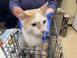 Shelter Stray Male Cat last seen , 3839 W Burnham St, West Milwaukee, WI 53215, USA