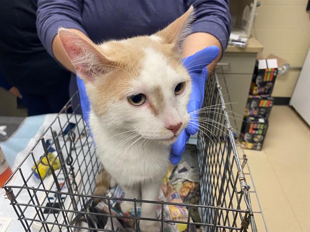 Shelter Stray Male Cat last seen , 3839 W Burnham St, West Milwaukee, WI 53215, USA