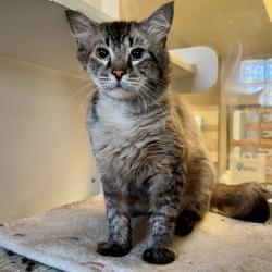 Shelter Stray Male Cat last seen Near BLOCK DOOLITTLE AVE, RIVERSIDE CA 92503, 6851 Van Buren Boulevard, Jurupa Valley, CA 92509, USA
