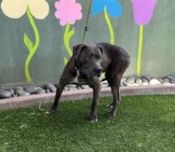 Shelter Stray Female Dog last seen , 14409 Vanowen St, Van Nuys, CA 91405, USA