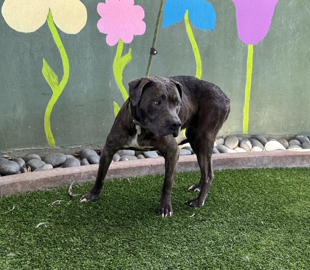Shelter Stray Female Dog last seen , 14409 Vanowen St, Van Nuys, CA 91405, USA