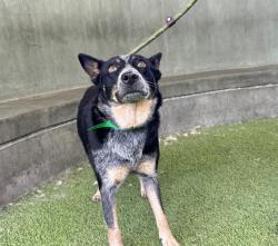 Shelter Stray Female Dog last seen , 14409 Vanowen St, Van Nuys, CA 91405, USA
