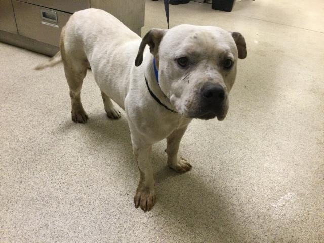 Shelter Stray Male Dog last seen Near BLOCK GEORGE BROWN AVE, MARCH AIR RESERVE BASE, CA, 6851 Van Buren Boulevard, Jurupa Valley, CA 92509, USA