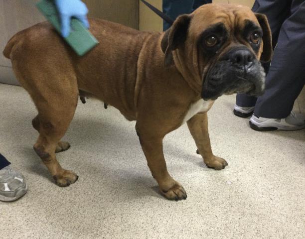 Shelter Stray Female Dog last seen Near BLOCK VAN BUREN BL, JURUPA VALLEY, CA, 6851 Van Buren Boulevard, Jurupa Valley, CA 92509, USA