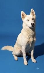 Shelter Stray Female Dog last seen Near BLOCK W 15TH ST, 2020 Forest St, Jacksonville, FL 32204, USA
