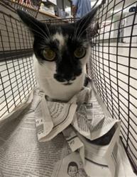 Shelter Stray Female Cat last seen , 14409 Vanowen St, Van Nuys, CA 91405, USA