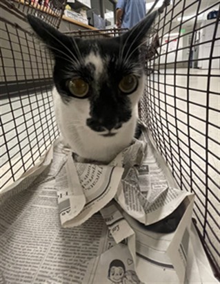 Shelter Stray Female Cat last seen , 14409 Vanowen St, Van Nuys, CA 91405, USA