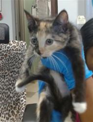 Shelter Stray Female Cat last seen , 2811 SE 29th St, Oklahoma City, OK 73129, USA