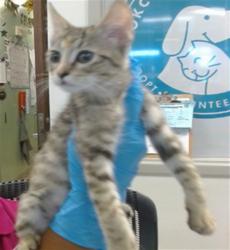 Shelter Stray Female Cat last seen , 2811 SE 29th St, Oklahoma City, OK 73129, USA