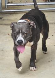 Reunited Male Dog last seen Carmel Rd, Lancaster, SC 29720, USA, Lancaster, SC 29720