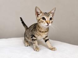 Shelter Stray Female Cat last seen , 957 N Gaffey St, San Pedro, CA 90731, USA