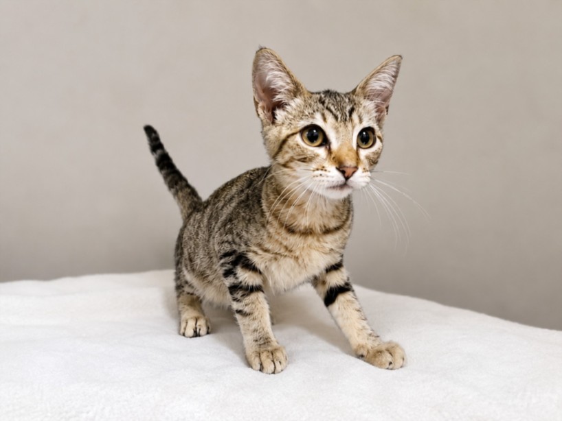Shelter Stray Female Cat last seen , 957 N Gaffey St, San Pedro, CA 90731, USA