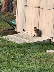Reunited Female Cat last seen Marlin Road/Hwy 31W, White House, TN 37188