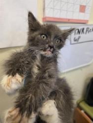 Shelter Stray Female Cat last seen Near BLOCK S SMALLWOOD WAY, 4522 W 3500 S, West Valley City, UT 84120, USA