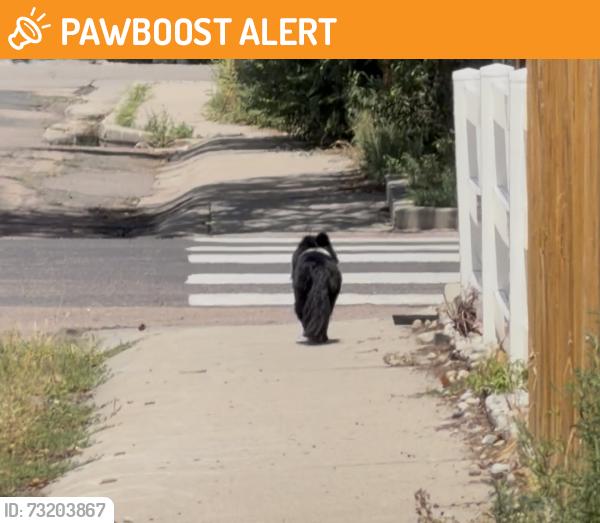 Found/Stray Unknown Dog last seen El Paso Ave and Norwood Ave, Colorado Springs, CO 80905