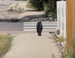 Found/Stray Unknown Dog last seen El Paso Ave and Norwood Ave, Colorado Springs, CO 80905