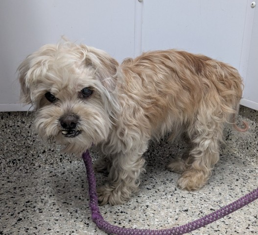 Shelter Stray Male Dog last seen Near BLOCK VAN DYKE ST, DETROIT, MI 48213, 7401 Chrysler Dr, Detroit, MI 48211, USA
