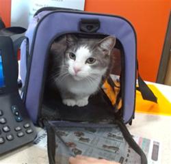 Shelter Stray Male Cat last seen Near BLOCK SAINT FRANCIS LANE, 3528 Newburg Rd, Louisville, KY 40218, USA