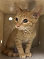 Shelter Stray Male Cat last seen LOGAN PASS, 1601 Eubanks Rd, Chapel Hill, NC 27516, USA