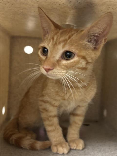 Shelter Stray Male Cat last seen LOGAN PASS, 1601 Eubanks Rd, Chapel Hill, NC 27516, USA