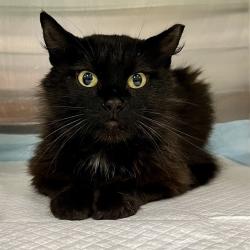 Shelter Stray Unknown Cat last seen WEST ROSE WOOD RD, TAVARES, 12280 County Rd 448, Tavares, FL 32778, USA