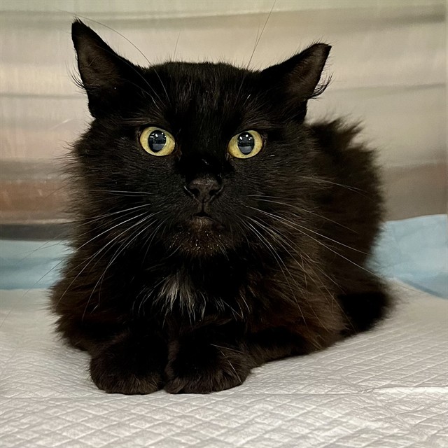 Shelter Stray Unknown Cat last seen WEST ROSE WOOD RD, TAVARES, 12280 County Rd 448, Tavares, FL 32778, USA
