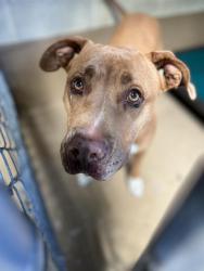 Shelter Stray Female Dog last seen OLYMPIC PARKWAY AND WUESTE RD, 130 Beyer Way, Chula Vista, CA 91911, USA