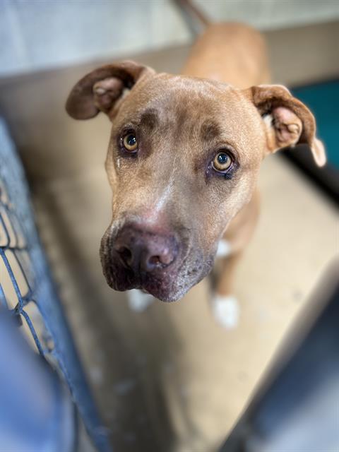 Shelter Stray Female Dog last seen OLYMPIC PARKWAY AND WUESTE RD, 130 Beyer Way, Chula Vista, CA 91911, USA
