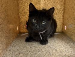 Shelter Stray Male Cat last seen , 38550 Sierra Hwy, Palmdale, CA 93550, USA