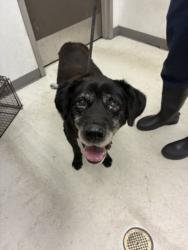 Shelter Stray Male Dog last seen , 11361 W Pico Blvd, Los Angeles, CA 90064, USA