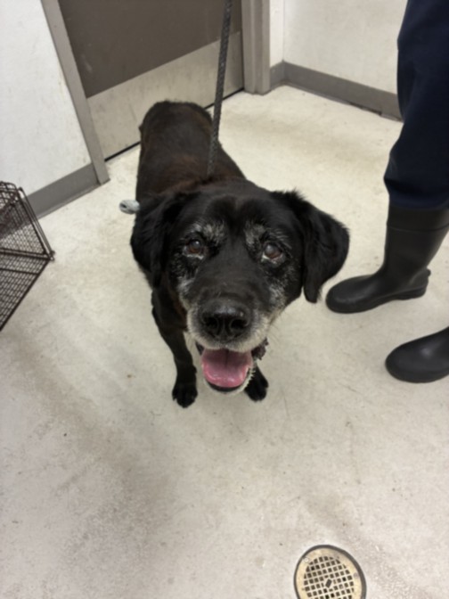Shelter Stray Male Dog last seen , 11361 W Pico Blvd, Los Angeles, CA 90064, USA