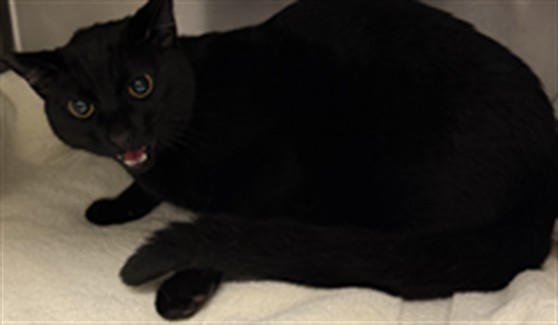 Shelter Stray Female Cat last seen , 11361 W Pico Blvd, Los Angeles, CA 90064, USA