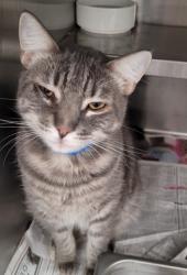 Shelter Stray Male Cat last seen , 1850 W 60th St, Los Angeles, CA 90047, USA