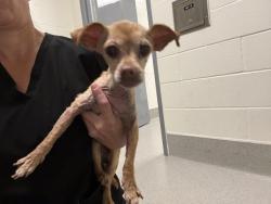 Shelter Stray Female Dog last seen BELL & COYOTE CROSSING, 11232 B Ave, Auburn, CA 95603, USA