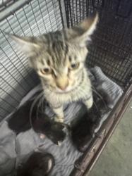Shelter Stray Female Cat last seen , 1850 W 60th St, Los Angeles, CA 90047, USA
