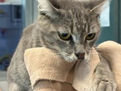 Shelter Stray Female Cat last seen , West Valley Animal Shelter, 20655 Plummer St, Chatsworth, CA 91311, USA