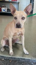 Shelter Stray Male Dog last seen N LENA RD X E 2ND ST, 333 Chandler Pl, San Bernardino, CA 92408, USA