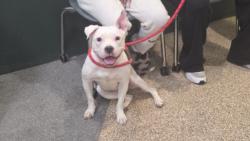 Shelter Stray Female Dog last seen , 3201 Lacy St, Los Angeles, CA 90031, USA