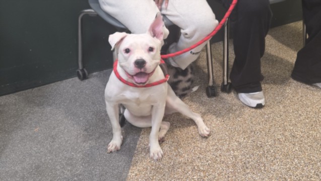 Shelter Stray Female Dog last seen , 3201 Lacy St, Los Angeles, CA 90031, USA
