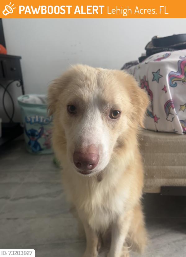 Found/Stray Male Dog last seen Taco Bell fifth street, Lehigh Acres, FL 33971