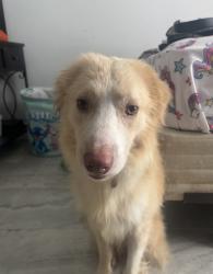 Found/Stray Male Dog last seen Taco Bell fifth street, Lehigh Acres, FL 33971