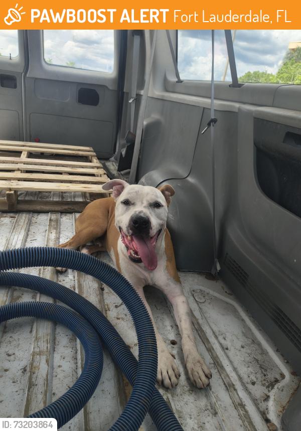 Found/Stray Male Dog last seen Delevoe park Sistrunk, Fort Lauderdale, FL 33311