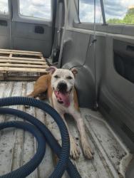 Found/Stray Male Dog last seen Delevoe park Sistrunk, Fort Lauderdale, FL 33311
