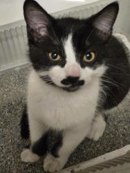 Found/Stray Male Cat last seen rue Gervais et Cordner, Montréal, QC 