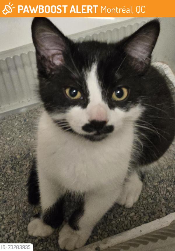 Found/Stray Male Cat last seen rue Gervais et Cordner, Montréal, QC 
