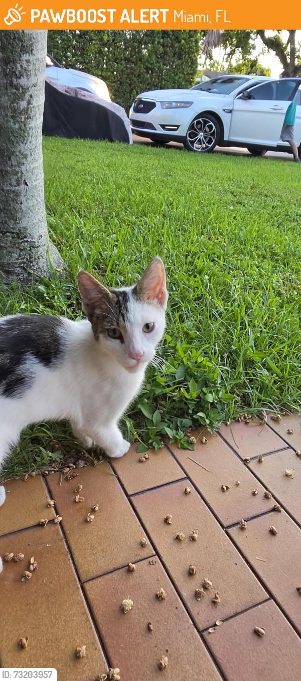 Found/Stray Male Cat last seen Sw 125th Ave and 38th street, Miami, FL 33175