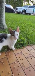 Found/Stray Male Cat last seen Sw 125th Ave and 38th street, Miami, FL 33175