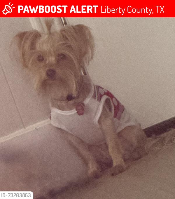 Lost Female Dog last seen East River Dr & County Road 3706A, Liberty County, TX 77372
